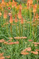 Achillea 'Walther Funcke', Kniphofia 'Alcazar', Dahlia 'Pathfinder' flowering in July - The Savill Garden, Windsor Great Park
