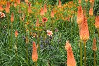 Kniphofia 'Alcazar', Dahlia 'Pathfinder' flowering in July - The Savill Garden, Windsor Great Park