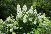 Woodland garden with flowering Hydrangea paniculata 'Tardiva' in July - The Savill Garden, Windsor Great Park