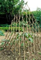 Vegetable bed in June with cape tripod supporting plants - Weir House, Hants
