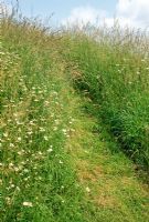 Path mown through wild flower meadow - Weir House, Hants