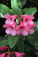 Rhododendron 'Winsome Group'