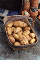 Solanum tuberosum - Potato 'Spunta' in trug