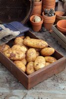 Solanum tuberosum - Potato  'Spunta' in tray