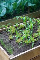 Sweetcorn, lettuce 'Lollo Rosso' and spring onions growing in riased timber bed