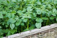 Potatoes growing in raised beds seen behind willow woven fencing