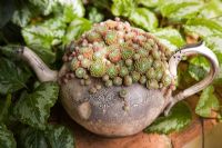 Sempervivum arachnoideum in old silver teapot