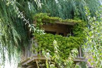 Tree house in large Salix - Willow tree, covered in Humulus lulupus 'Aureus'