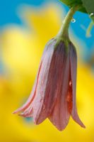 Fritillaria minuta - Fritillary 
