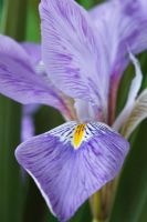 Iris unguicularis 