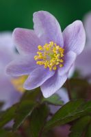 Anemone nemorosa 'Bowles's Purple' - Wood anemone 