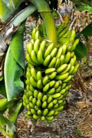 Musa - Banana industry is an essential part of local economy in the area from Puerto de la Cruz towards the old historical town of La Orotava, Tenerife
