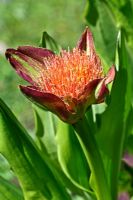 Scadoxus puniceus - Paintbrush. Flower stem bears up to 100 tubular, orange-red flowers