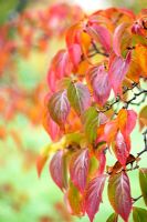 Cornus kousa var. chinensis - Autumn foliage