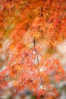 Acer palmatum 'Seiryu' - autumn foliage