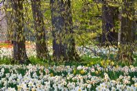 Drifts of Narcissus poeticus, Narcissus pseudonarcissus and Tulipa under Corylus avellana trees