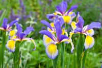 Iris x sweertii in the Weihenstephan Gardens 