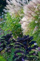 Brassica oleracea 'Redbor', Miscanthus sinensis and Verbena bonariensis at the Weihenstephan Gardens, German