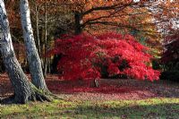 Acer palmatum 'Inazuma' showing brilliant scarlet autum colours - The Royal Landscape gardens Windsor