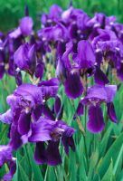Iris Germanica 'Kharput'
