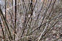 Salix gracilistyla 'Melanostachys' - Annually copppiced stems in winter