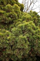 Pinus sylvestris 'Moseri' - Cultivar of Scots Pine