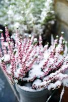 Calluna vulgaris 'Athene' with snow