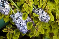 Plectranthus Ciliatus 'Sasha' and Hyacinth 'Blue Pearl'