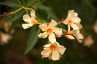 Nerium oleander 'Angiolo Pucci'