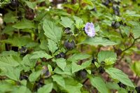 Nicandra physaloides - Shoo-Fly Plant