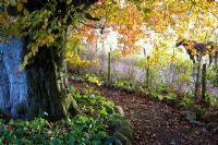 Path leading under the beech tree - Old Allan grange, Munlochy, Ross-shire