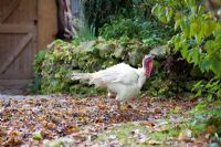 Bubbly Jock the turkey - Old Allan grange, Munlochy, Ross-shire 
