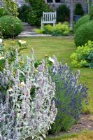 Stachys byzantina - Lambs Ears in summer borders - Rosalie Fiennes garden, Somerset