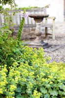 Alchemilla mollis growing in patio area with sundial behind