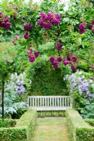 Rosalie Fiennes garden in Somerset with Rosa 'Blue Magenta' growing over arch