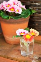 Small glass vase with primroses and Primrose 'Chrisma Pink' in terracotta pot in the background