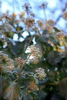 Frosted leaves and seedheads of Hedera colchica 'Sulphur heart' AGM