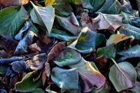 Frosted leaves of Bergenia 'Sunningdale'