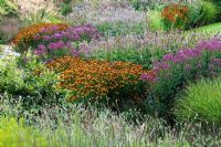 Prairie meadow with Helenium, Stipa gigantea, Agastache, Echinacea and Knautia macedonia - RHS Wisley