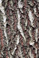 Quercus petraea bark