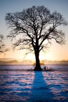 Tree at sunset in a field with snow