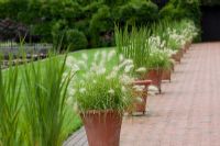 Grasses in pots - RHS Wisley