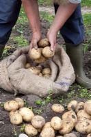 Harvesting potatoes 'Winston'