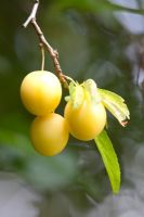 prunus cerasifera - Cherry Plums