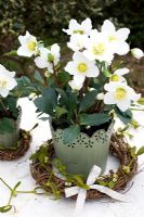 Helleborus niger - Christmas rose in decorative container with rustic wreath of mistletoe and bow