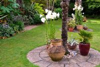 Pots clustered around the base of soaring Chusan palms, Trachycarpus fortunei, in the Sunken Garden, planted with Agaves and scented white lilies - Abbotsbury Subtropical Gardens, Abbotsbury, nr Weymouth, Dorset