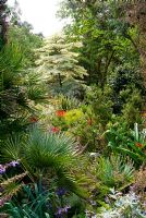 Cornus controversa 'Variegata' seen beyond part of the Mediterranean bank planted with Palms, Salvias and red Crocosmias. Abbotsbury Subtropical Gardens, Dorset, UK