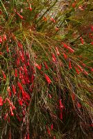 Russelia equisetiformis - Abbotsbury Subtropical Gardens, Dorset, UK