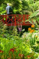 Visitor on red Japanese bridge, surrounded by moisture loving plants including Rodgersias, Hemerocallis - Daylilies, Astilbes and Ferns. Abbotsbury Subtropical Gardens, Dorset, UK 