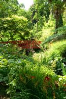 Red Japanese bridge crossing the stream surrounded by moisture loving plants including Rodgersias, Hemerocallis - Daylilies, Astilbes and Ferns. Abbotsbury Subtropical Gardens, Dorset, UK 
 